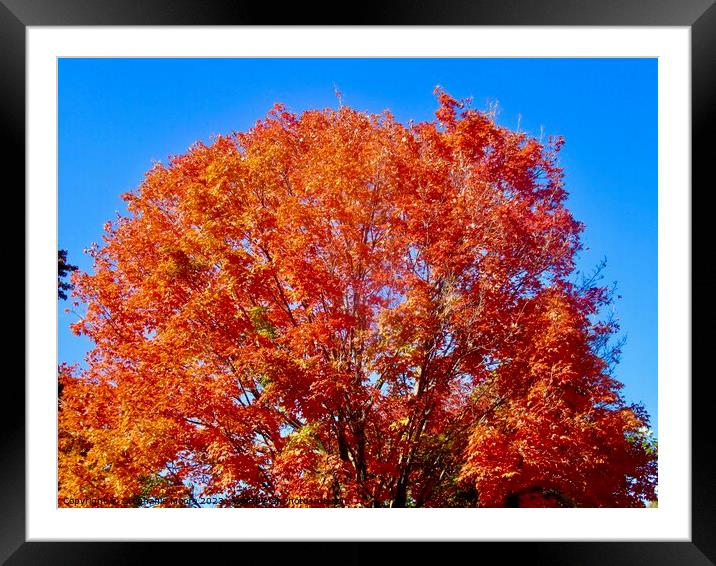 Glorious Autumn Framed Mounted Print by Stephanie Moore