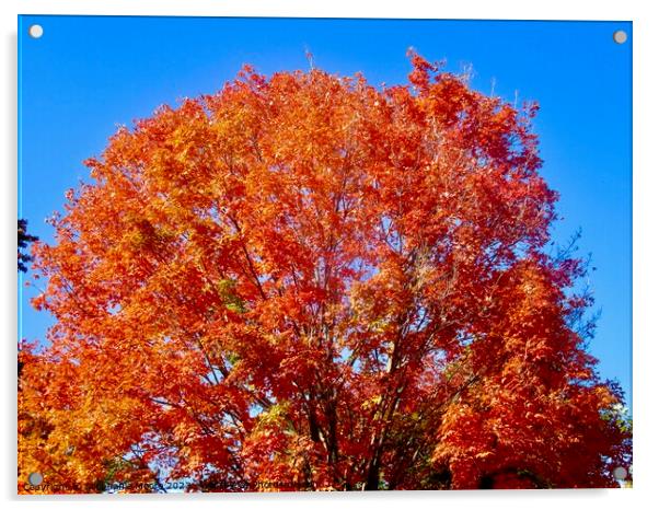 Glorious Autumn Acrylic by Stephanie Moore