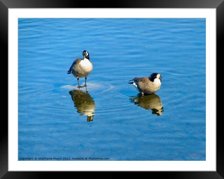 Canada geese Framed Mounted Print by Stephanie Moore