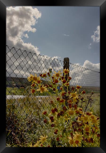 Roadside Wild Flowers Framed Print by Glen Allen