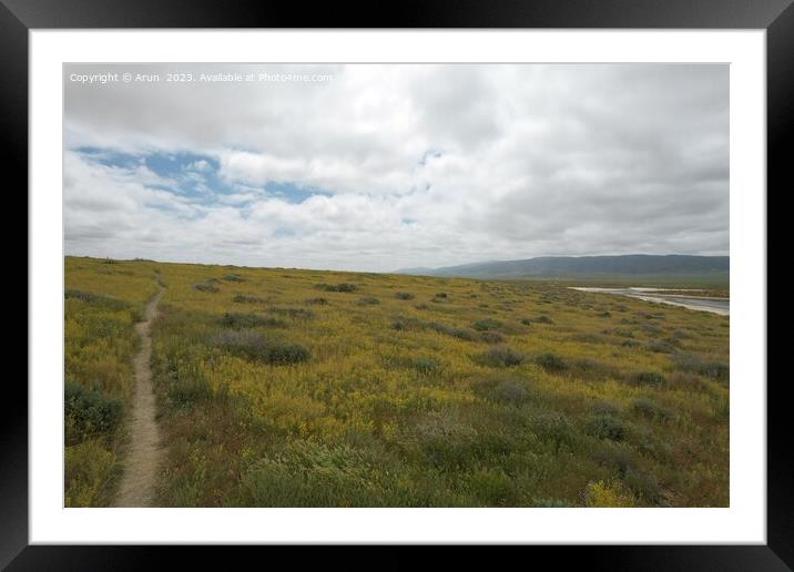 Wildflowers at Carrizo Plain National Monument and Soda lake Framed Mounted Print by Arun 