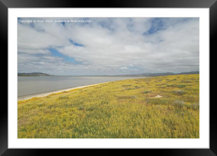Wildflowers at Carrizo Plain National Monument and Soda lake Framed Mounted Print by Arun 