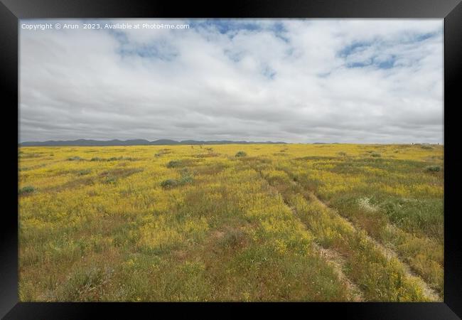 Wildflowers at Carrizo Plain National Monument and Soda lake Framed Print by Arun 