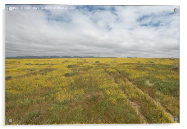 Wildflowers at Carrizo Plain National Monument and Soda lake Acrylic by Arun 