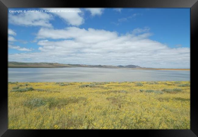 Wildflowers at Carrizo Plain National Monument and Soda lake Framed Print by Arun 