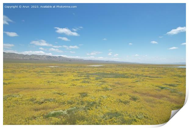 Wildflowers at Carrizo Plain National Monument and Soda lake Print by Arun 