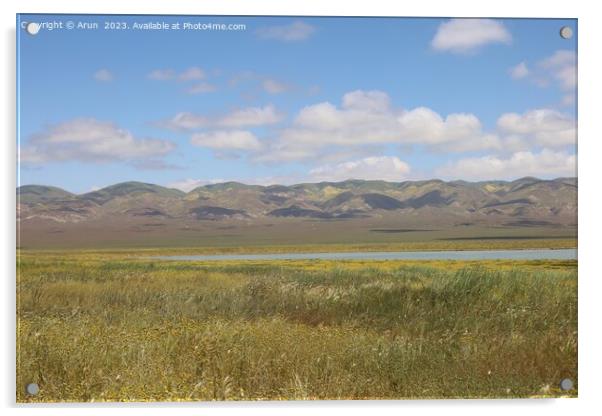 Wildflowers at Carrizo Plain National Monument and Soda lake Acrylic by Arun 