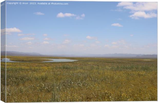Wildflowers at Carrizo Plain National Monument and Soda lake Canvas Print by Arun 