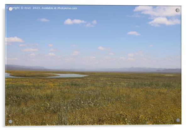 Wildflowers at Carrizo Plain National Monument and Soda lake Acrylic by Arun 