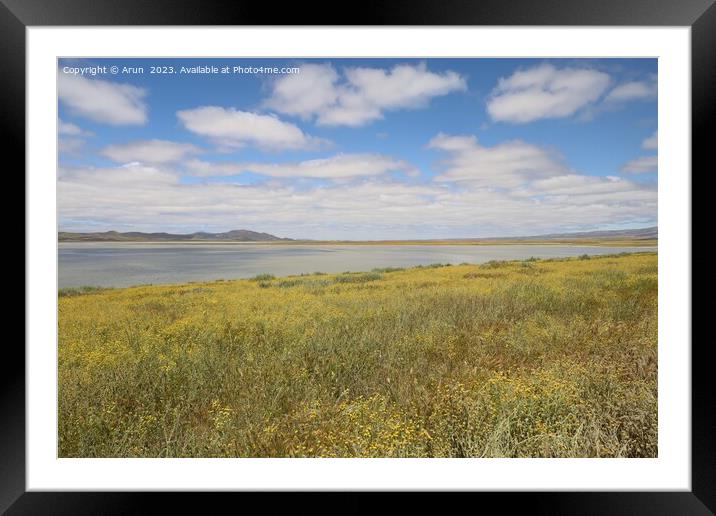 Wildflowers at Carrizo Plain National Monument and Soda lake Framed Mounted Print by Arun 