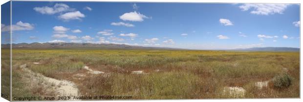Wildflowers at Carrizo Plain National Monument and Soda lake Canvas Print by Arun 