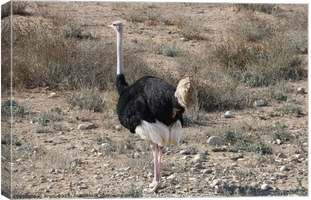Ostrich and Emu  in Solvang, California Canvas Print by Arun 
