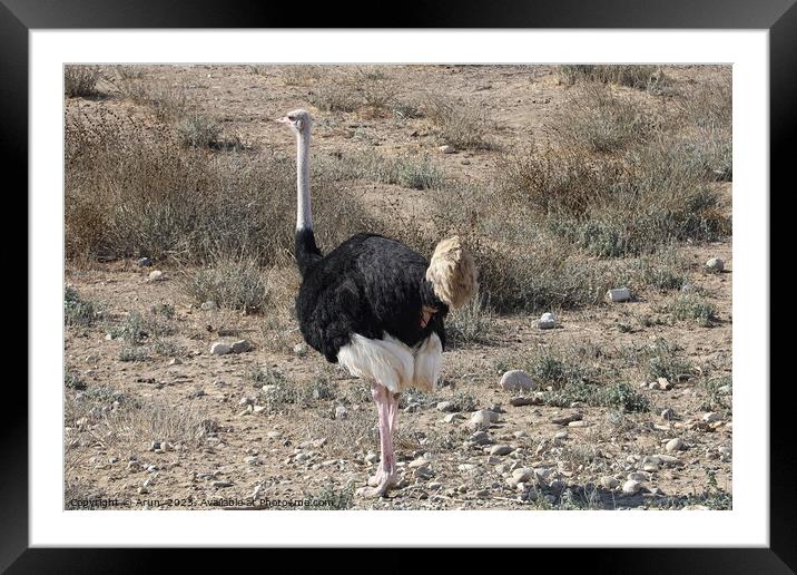Ostrich and Emu  in Solvang, California Framed Mounted Print by Arun 