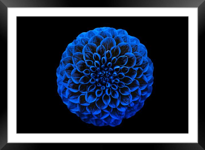 Blue Dahlia Framed Mounted Print by Alison Chambers