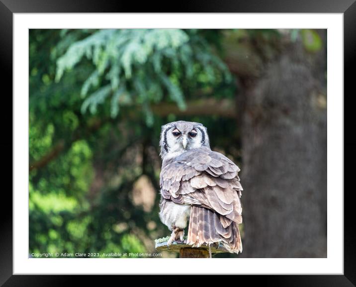 Owl posing Framed Mounted Print by Adam Clare