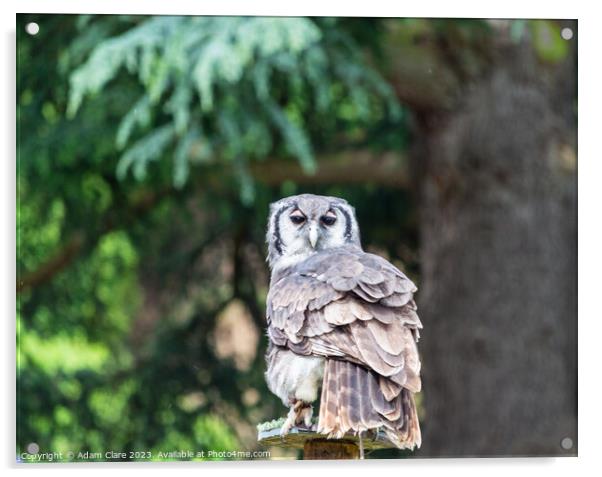 Owl posing Acrylic by Adam Clare
