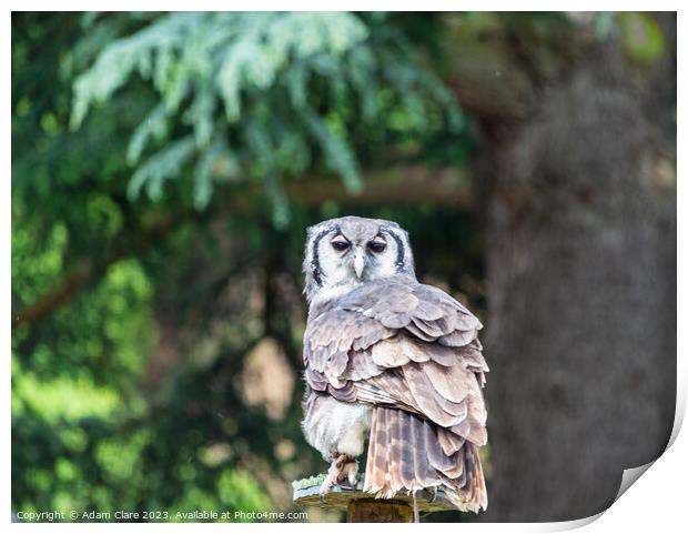 Owl posing Print by Adam Clare