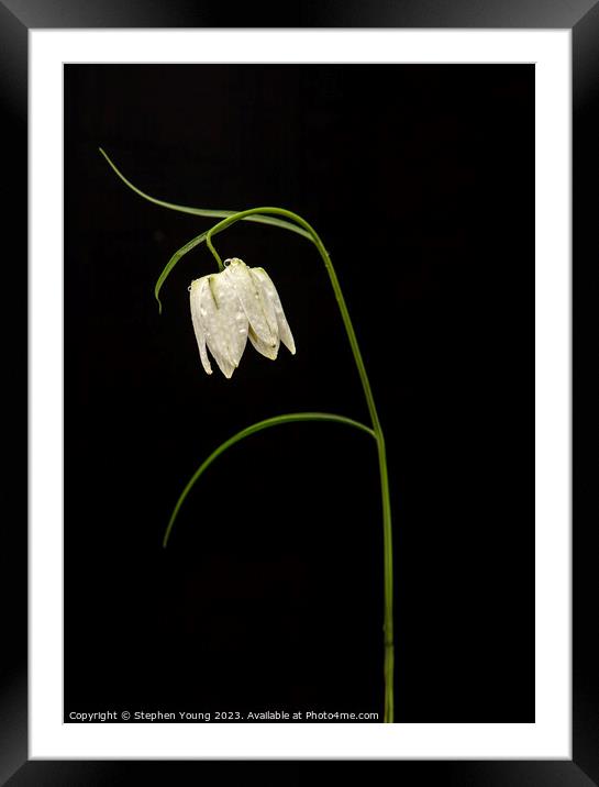 Nature's Drama: Fritillaria on Black Framed Mounted Print by Stephen Young