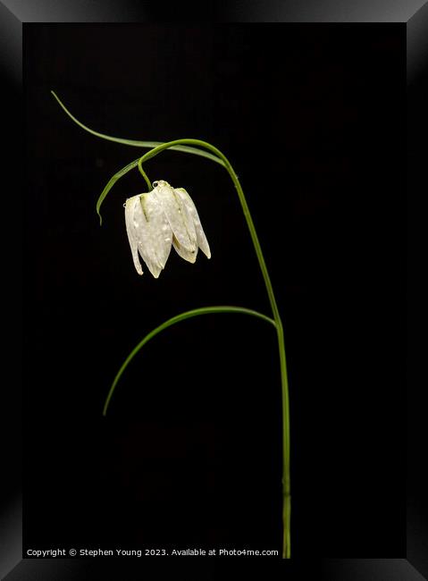 Nature's Drama: Fritillaria on Black Framed Print by Stephen Young
