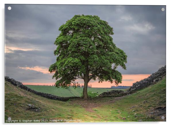 Sycamore Gap Tree Acrylic by Stephen Bailey