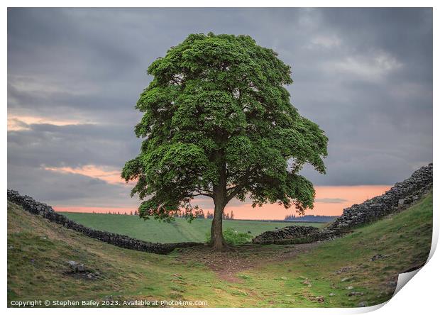 Sycamore Gap Tree Print by Stephen Bailey