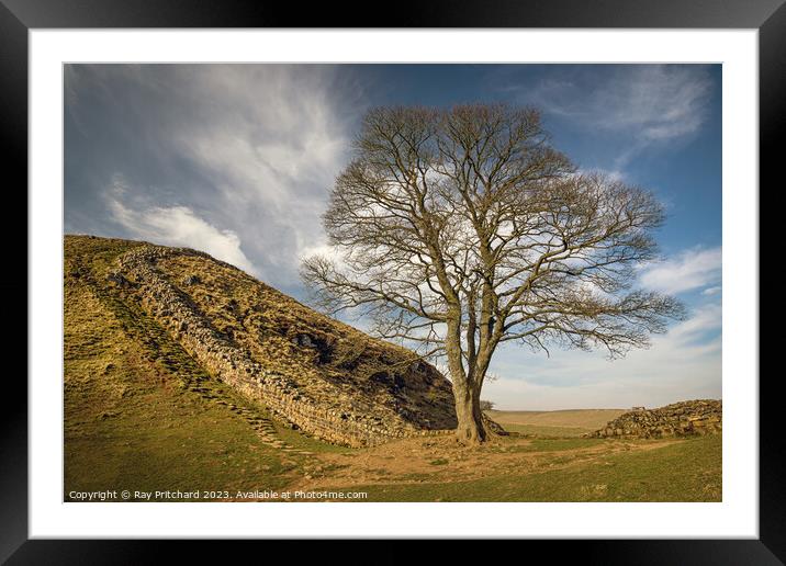 Sycamore Gap  Framed Mounted Print by Ray Pritchard