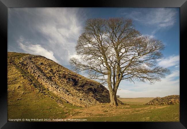 Sycamore Gap  Framed Print by Ray Pritchard