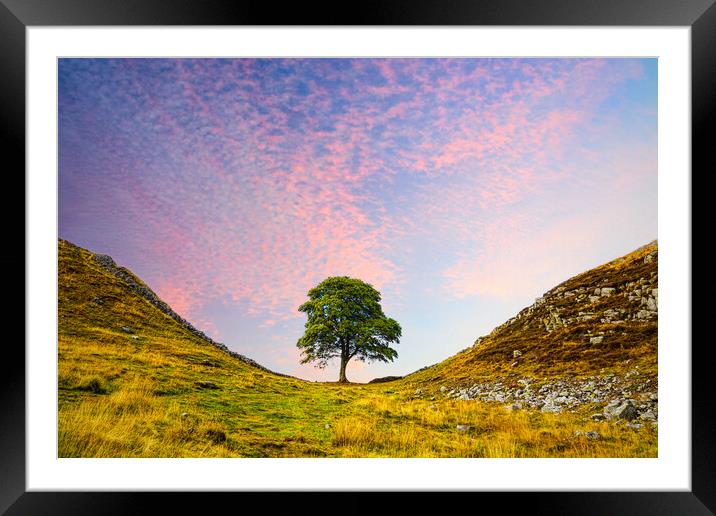 Sycamore Gap Framed Mounted Print by Alison Chambers
