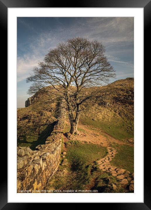 Sycamore at Hadrians Wall Framed Mounted Print by Ray Pritchard