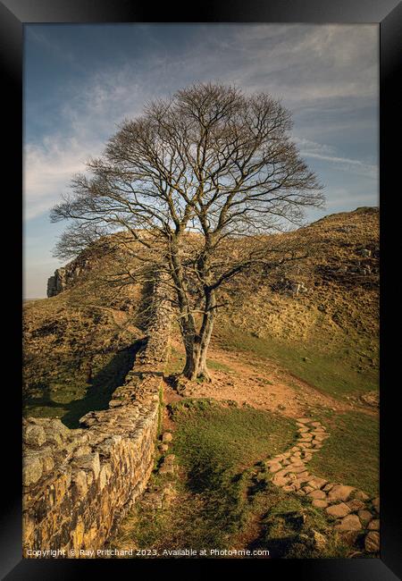Sycamore at Hadrians Wall Framed Print by Ray Pritchard