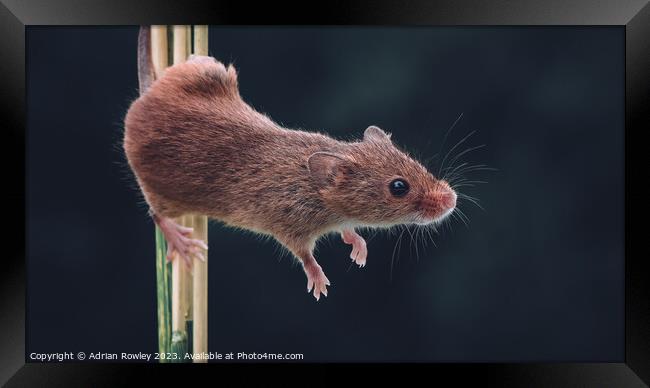The acrobatic harvest mouse Framed Print by Adrian Rowley