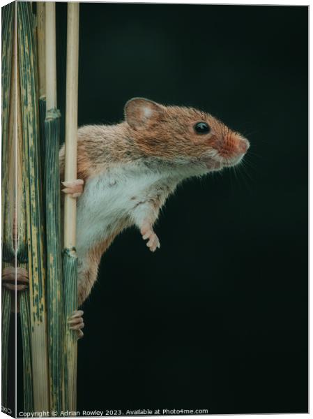 The acrobatic harvest mouse Canvas Print by Adrian Rowley