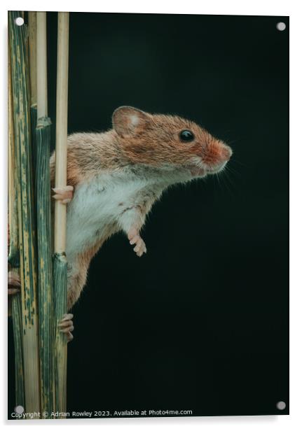 The acrobatic harvest mouse Acrylic by Adrian Rowley
