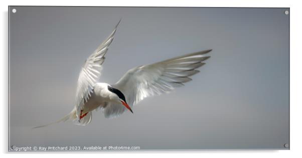 Common Tern Acrylic by Ray Pritchard