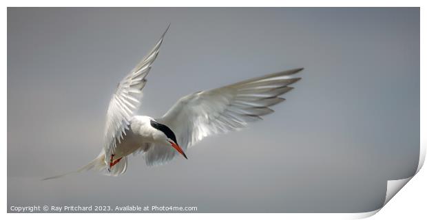 Common Tern Print by Ray Pritchard