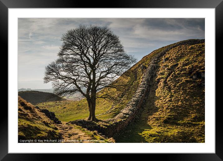 Sycamore at Hadrian's Wall Framed Mounted Print by Ray Pritchard