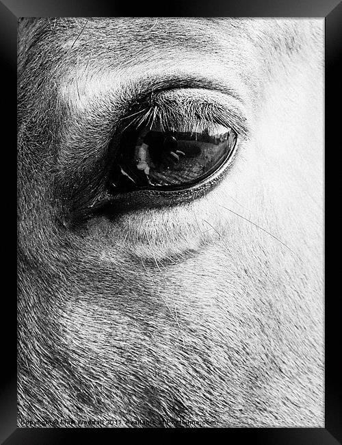 Look into my eye... Framed Print by Mark Woodall