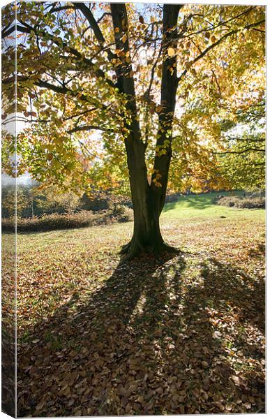 Autumn colours Canvas Print by Tony Bates