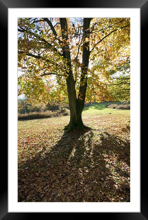 Autumn colours Framed Mounted Print by Tony Bates