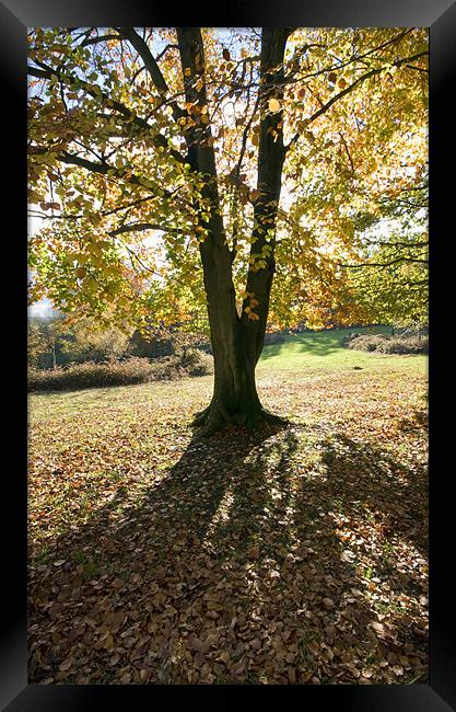 Autumn colours Framed Print by Tony Bates
