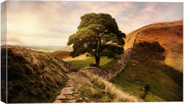 The famous sycamore gap at Hadrians wall at sunset Canvas Print by Guido Parmiggiani