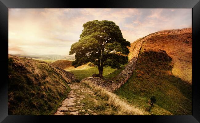 The famous sycamore gap at Hadrians wall at sunset Framed Print by Guido Parmiggiani
