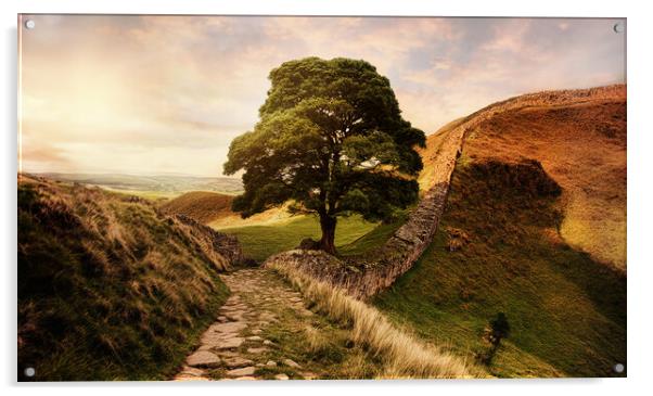 The famous sycamore gap at Hadrians wall at sunset Acrylic by Guido Parmiggiani