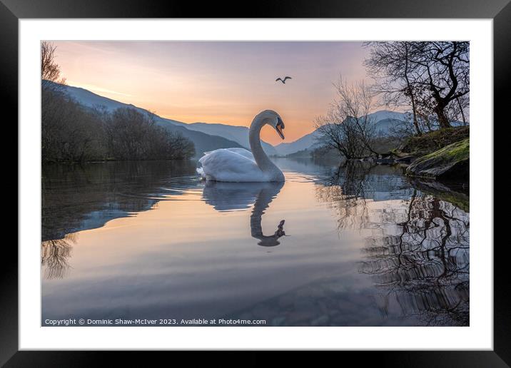 Swan Lake Framed Mounted Print by Dominic Shaw-McIver