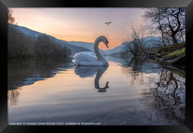 Swan Lake Framed Print by Dominic Shaw-McIver