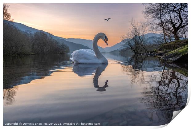 Swan Lake Print by Dominic Shaw-McIver
