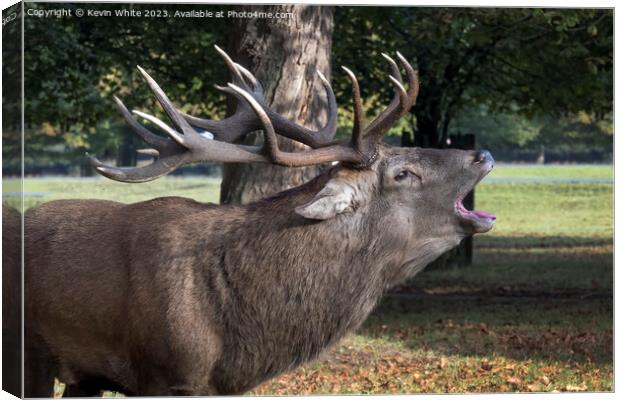 Stag roaring in the park Canvas Print by Kevin White