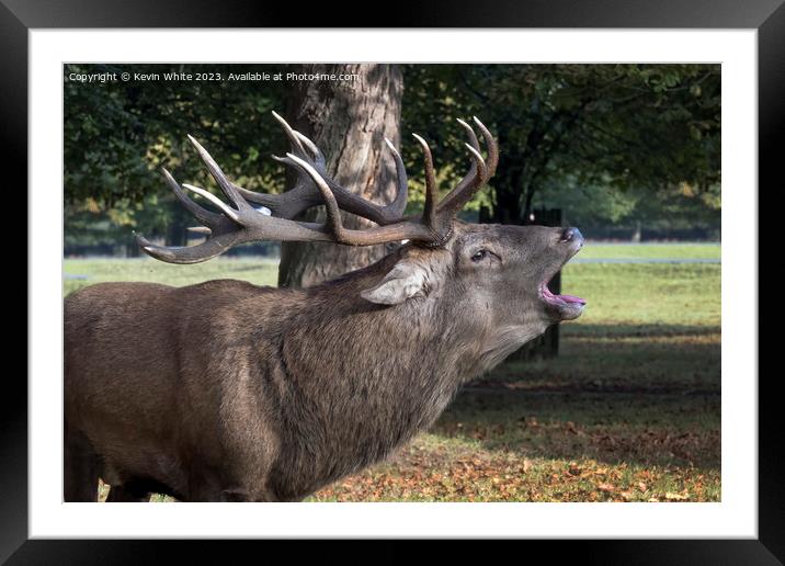 Stag roaring in the park Framed Mounted Print by Kevin White