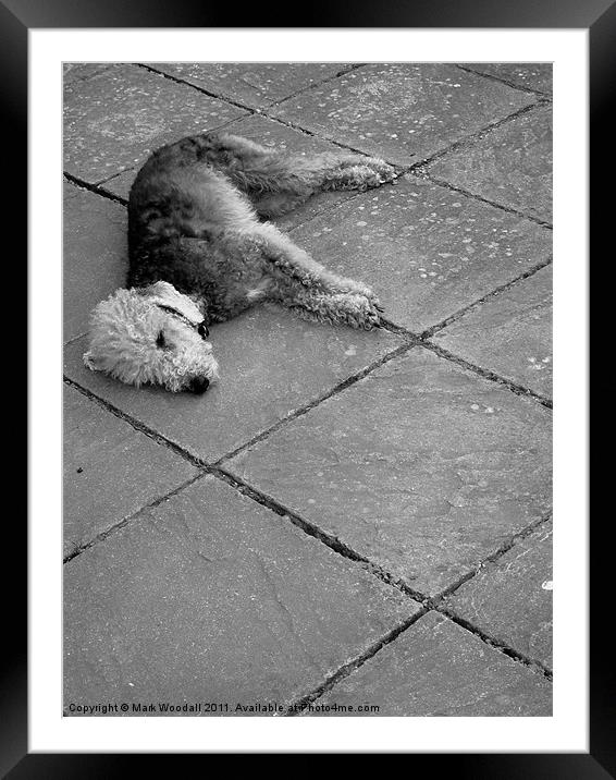 Lazy Bedlington Terrier Framed Mounted Print by Mark Woodall