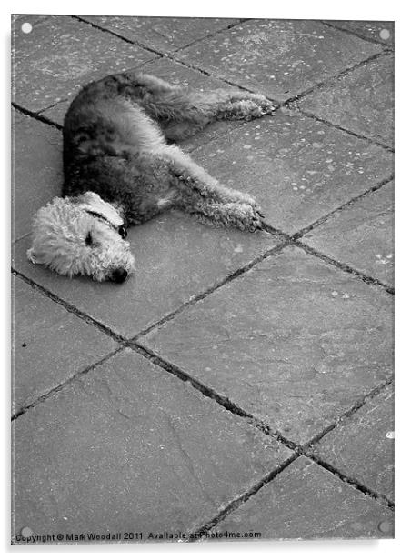 Lazy Bedlington Terrier Acrylic by Mark Woodall